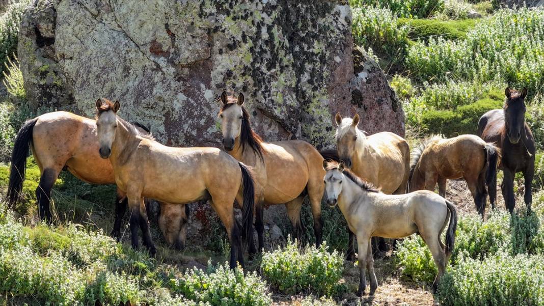 Konya Ovası’na bakan zirvede yılkı atlarıyla büyüleyici manzara 3